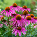 Butterfly Plants That Transform Your Garden Into a Living Habitat